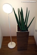 Sansevieria cylindrica